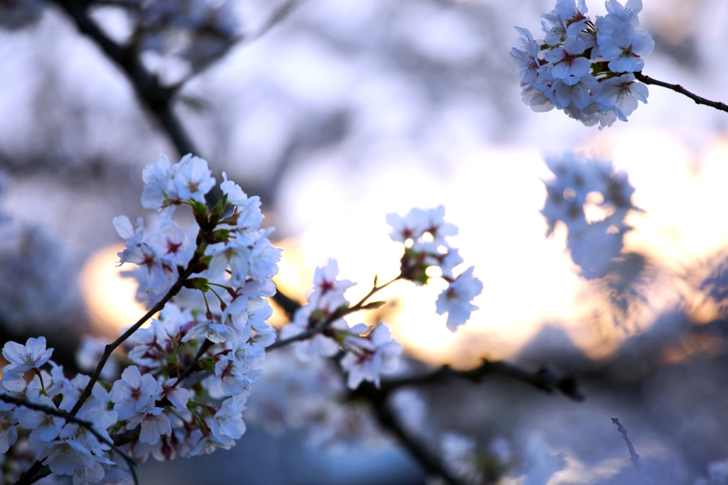 2025桜４−４