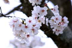 2025桜３−８