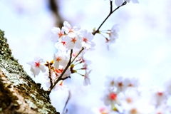 2025桜２−５