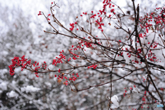赤い実　雪の日Ⅱ