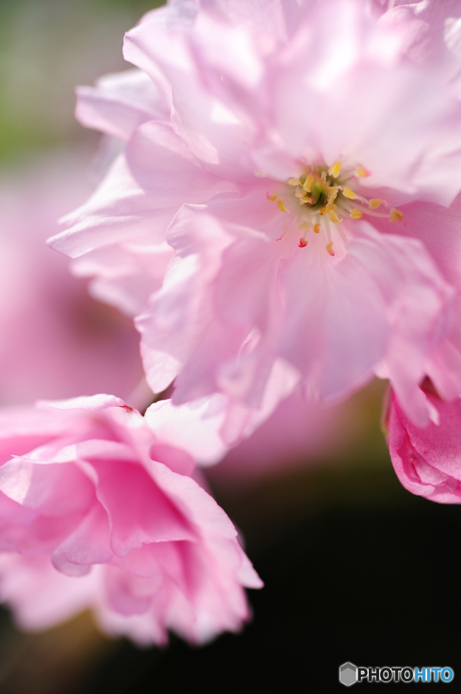 庭に桜　Ⅱ