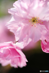 庭に桜　Ⅱ