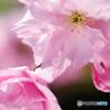 庭に桜　Ⅱ