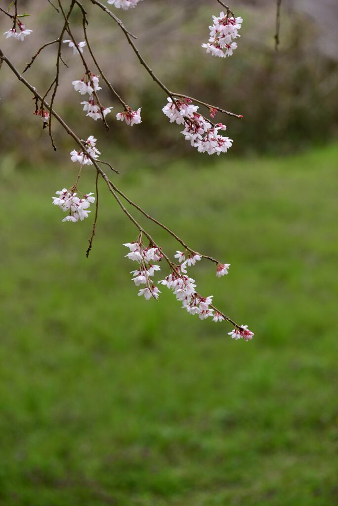 桜花Ⅱ