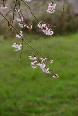 桜花Ⅱ
