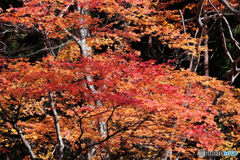 紅葉１