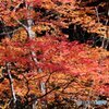 紅葉１