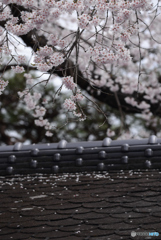 桜咲く路地Ⅱ