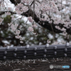桜咲く路地Ⅱ