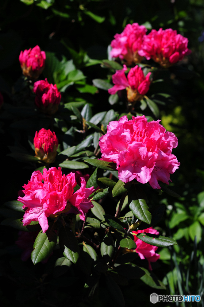 庭の花　赤のシャクナゲ