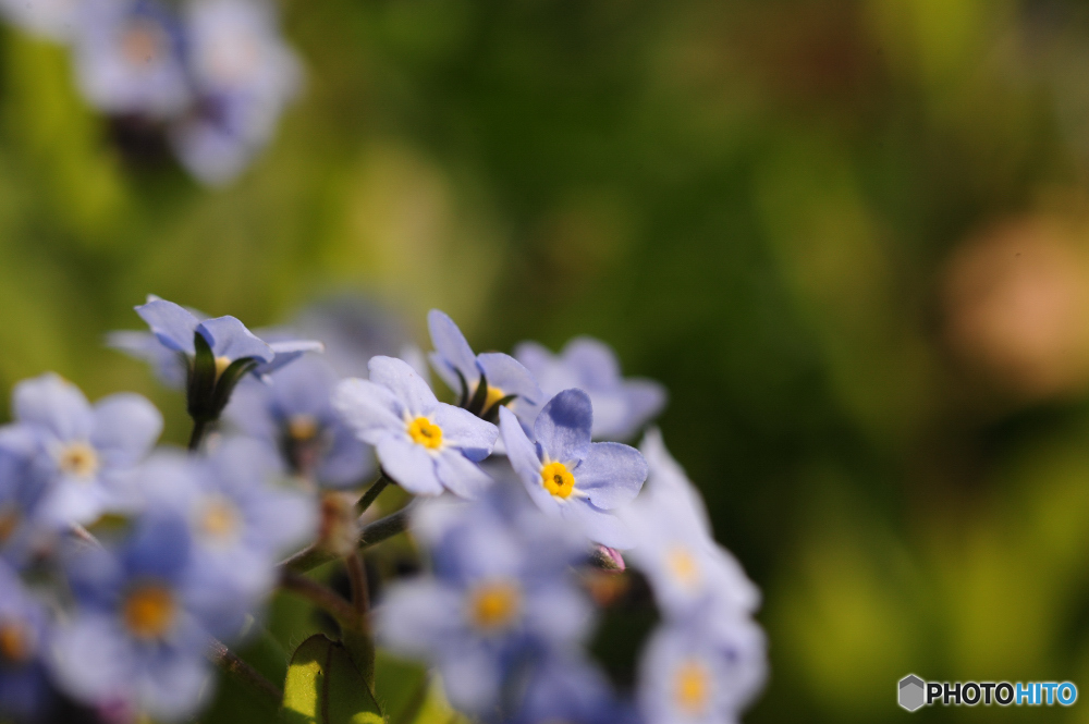 ひっそりと咲く花