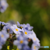 ひっそりと咲く花