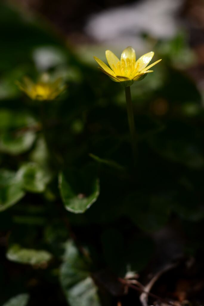 庭花