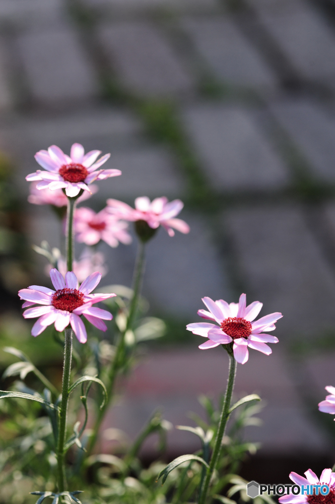 庭に花　