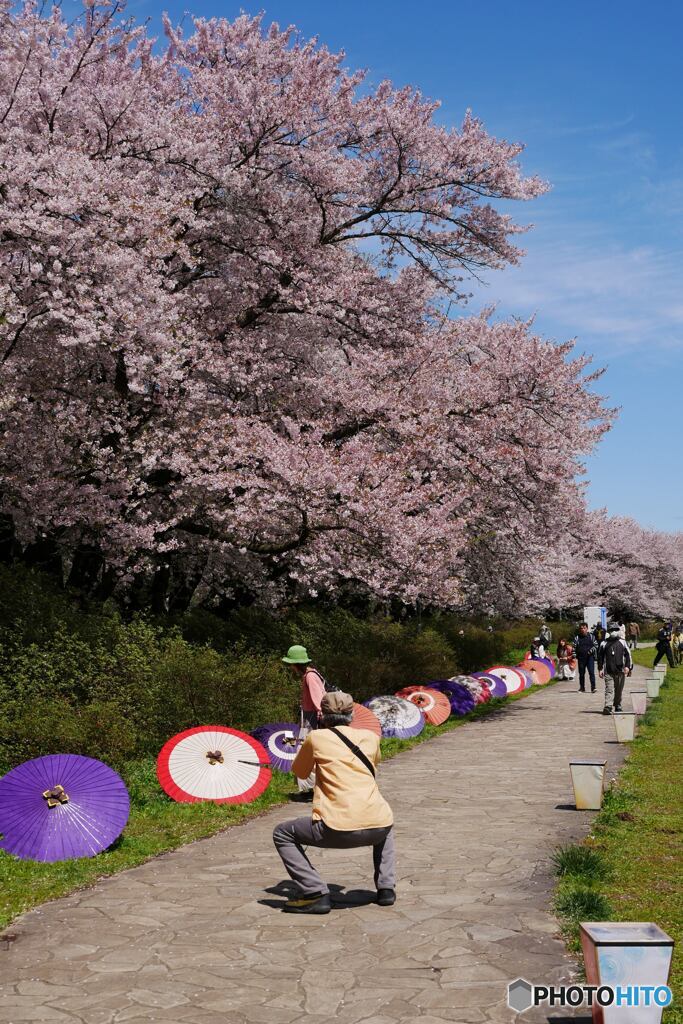 お花見のころ２