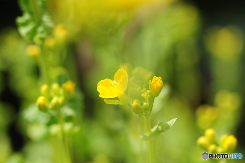 庭　菜の花