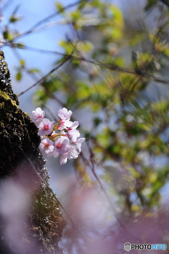 遠野福泉寺の桜　Ⅱ
