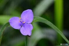 雨間の紫草　庭花
