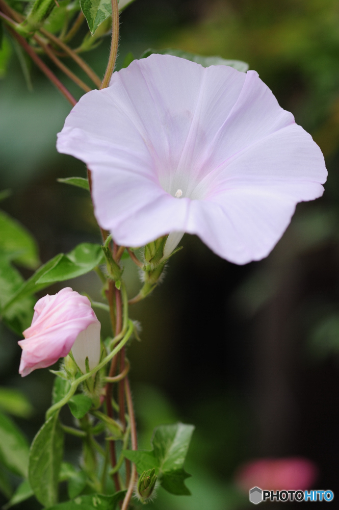 晩夏の花Ⅱ