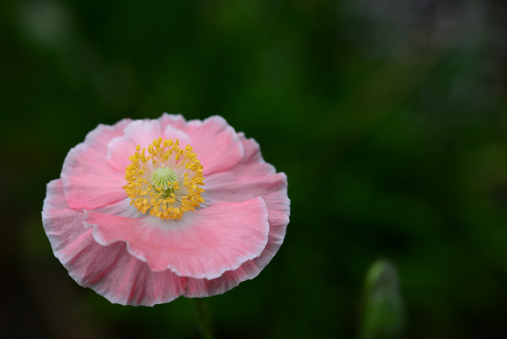 庭の花