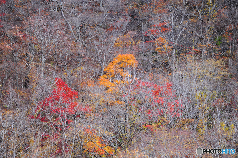 晩秋の紅葉Ⅱ