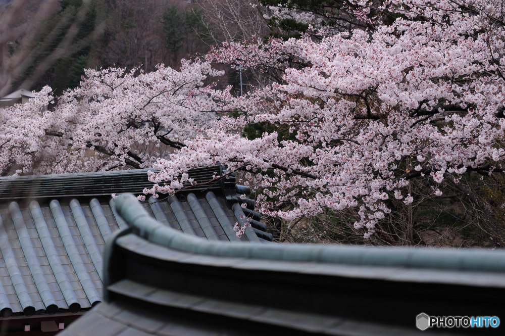 城の桜