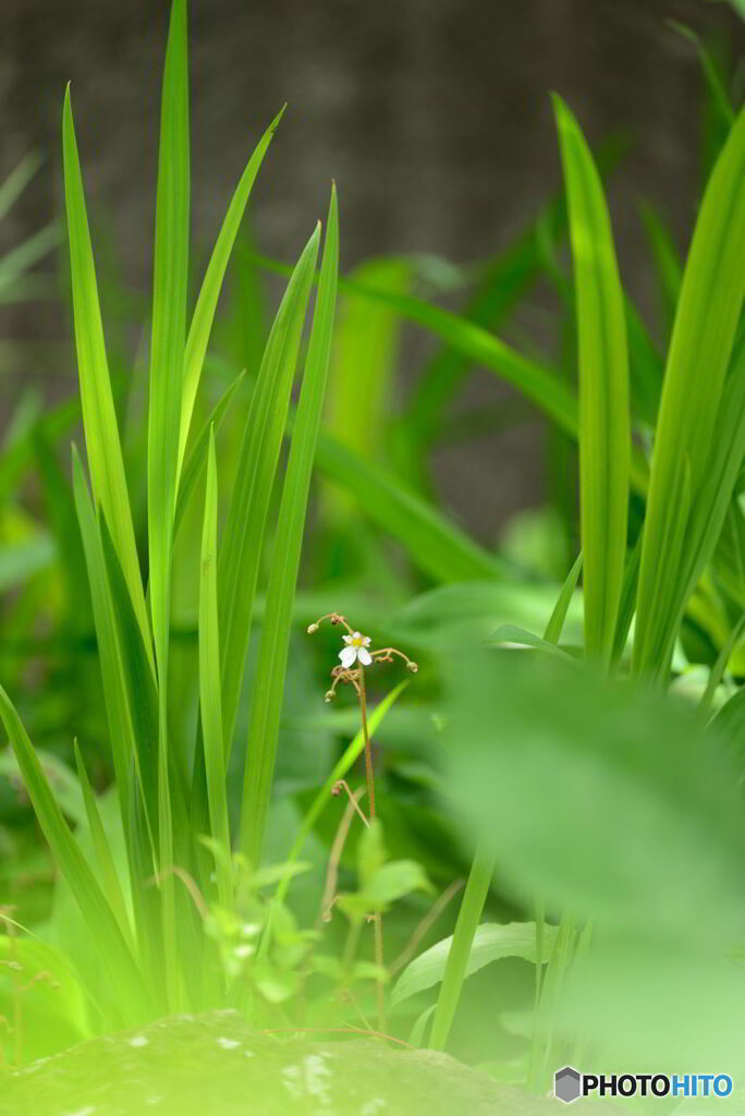 庭花　