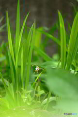 庭花　