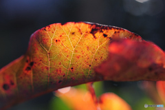 庭先の紅葉