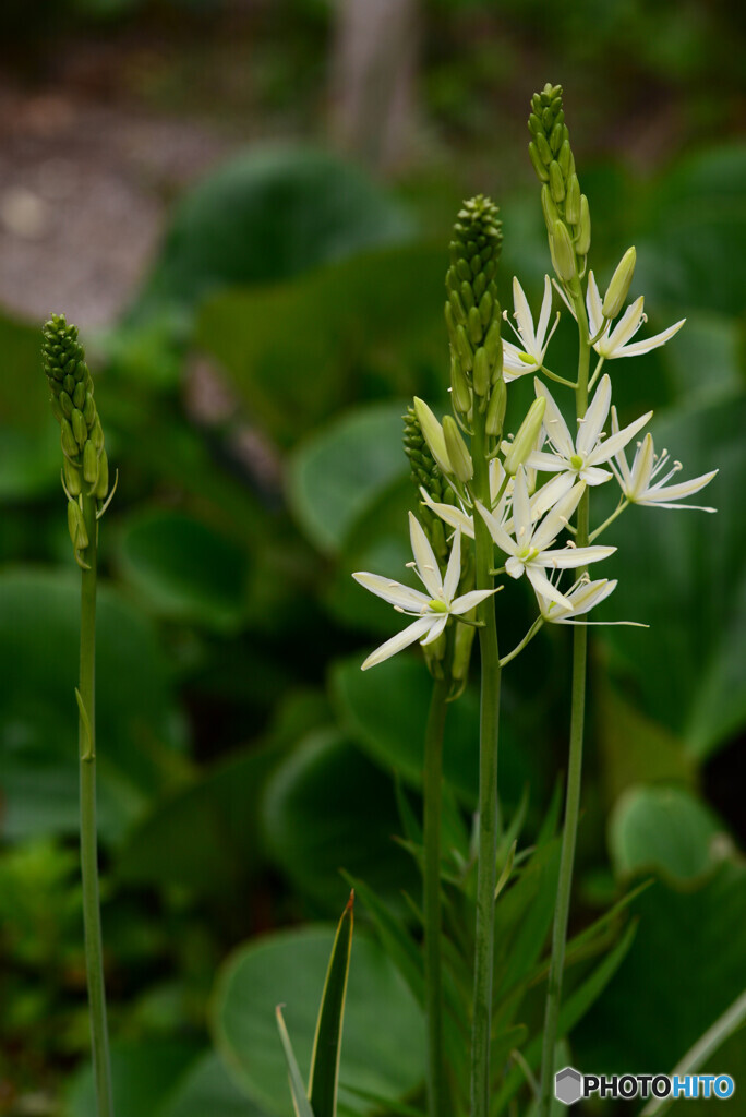 カマシアレイクトリニ　庭花