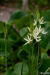 カマシアレイクトリニ　庭花
