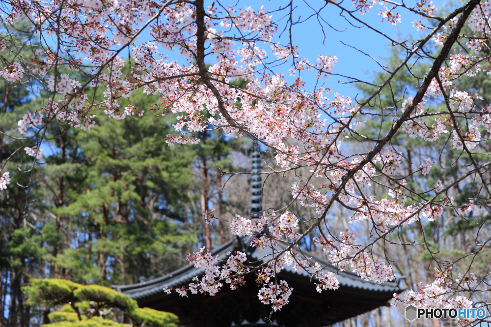 遠野福泉寺の桜　Ⅲ