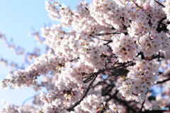 桜　Ⅰ