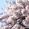 桜　Ⅰ