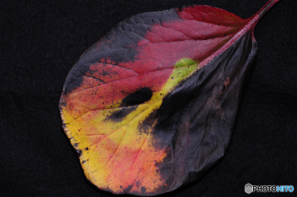 庭の紅葉