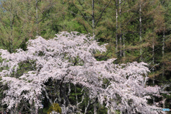 遠野福泉寺の桜　Ⅰ