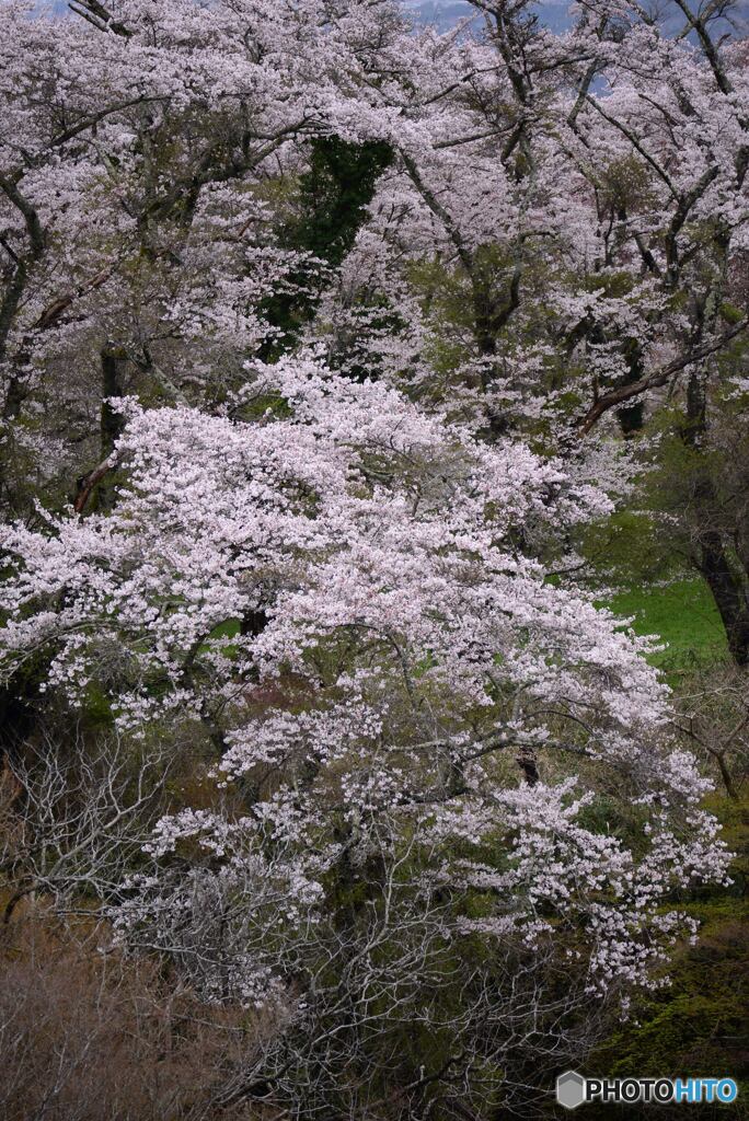 桜花Ⅲ