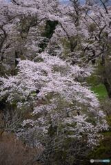 桜花Ⅲ