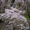 桜花Ⅲ