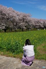 花見の頃