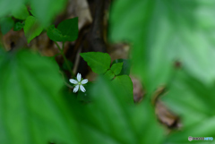 ハコベの花