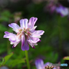 庭の花Ⅲ