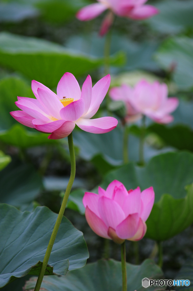 蓮の花