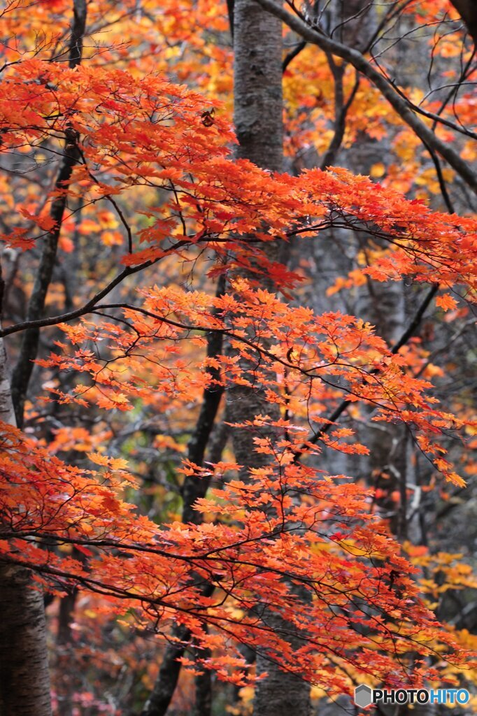 紅葉２