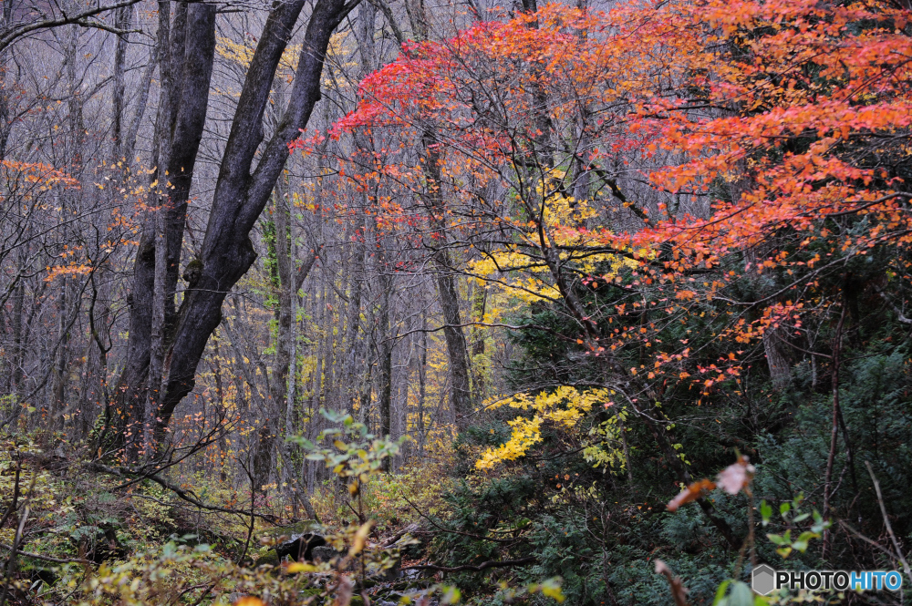 晩秋の紅葉Ⅰ