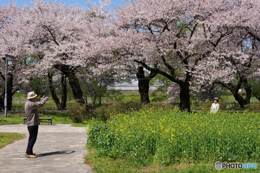 お花見のころ３