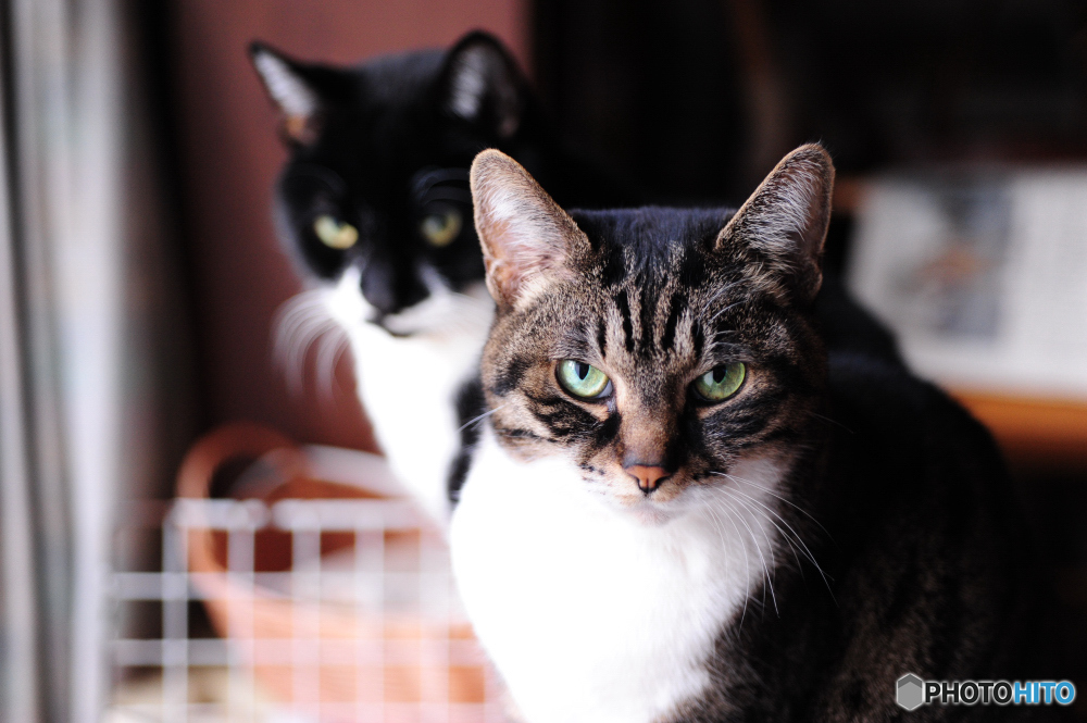愛猫のまなざし