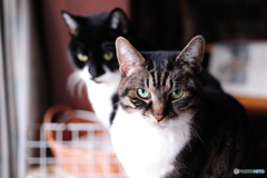 愛猫のまなざし