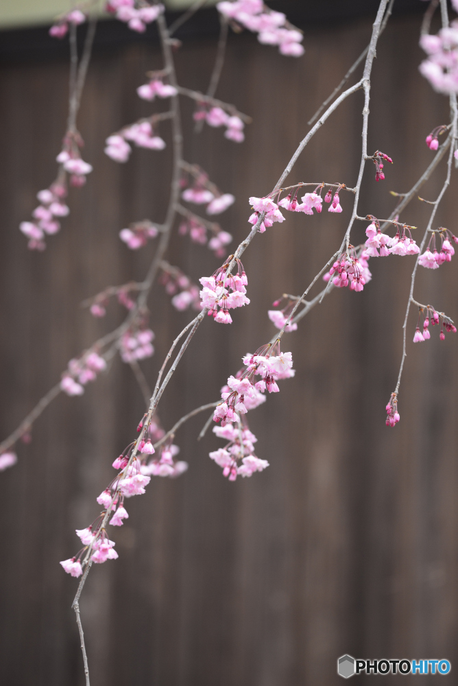 桜咲く路地