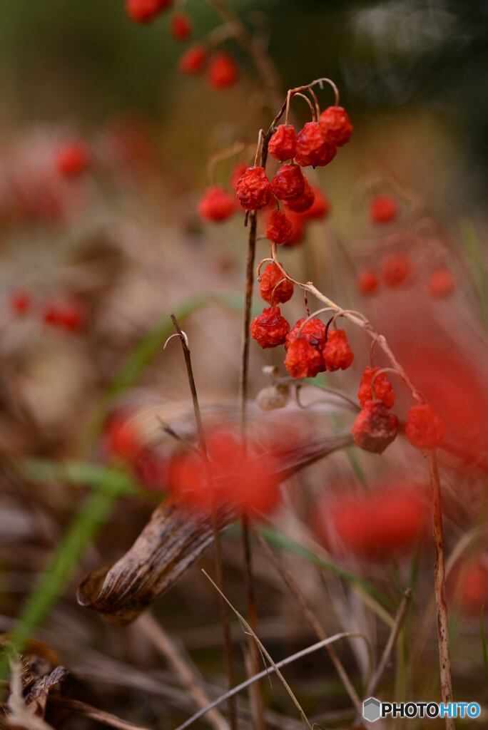 冬ちかし　庭花